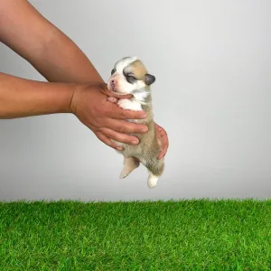 Welsh Corgi Pembroke - Zarek