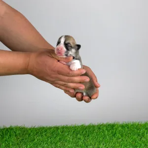 Welsh Corgi Pembroke - Zyrus