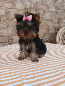 Yorkshire Terrier - Tina