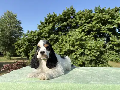 American Cocker Spaniel - Everlasting Pea
