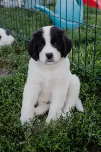 Landseer - Ayla