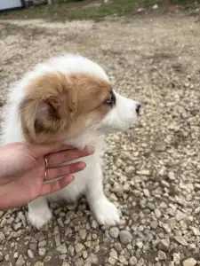 Border Collie - Aegen