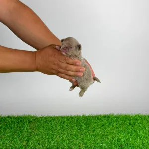 Chihuahua - Hurry
