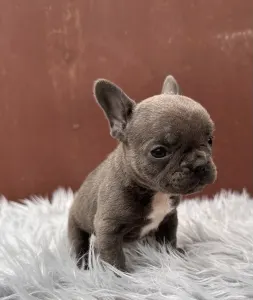 Francouzský buldoček - Richie