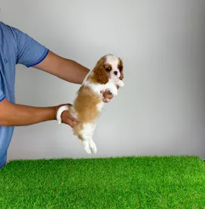 Cavalier King Charles Spaniel - Karosso