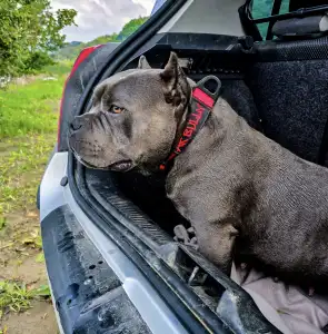 Amerikai Bully - Pocket - Ak Bully Simba/duxy