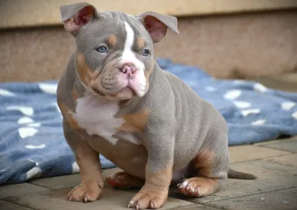 American Bully - Pocket - Lilly