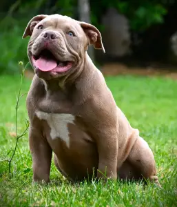 American Bully - Pocket - Ghostface Fighters Macho