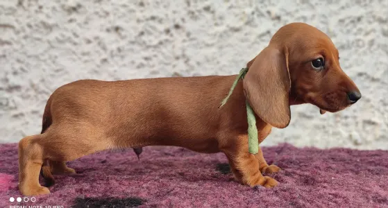 Dachshund - Egon