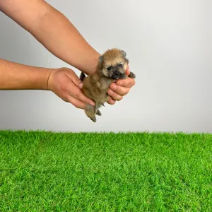 German Pomeranian Spitz - Quero