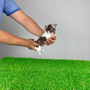 Chihuahua - Ede