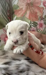 West Highland White Terrier - Bea
