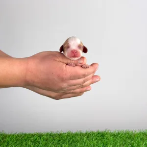 Cavalier King Charles Spaniel - Ilica