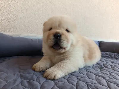 Chow Chow - La Casa De Chow Gusto