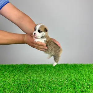Welsh Corgi Pembroke - Penny