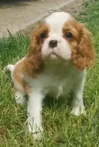 Cavalier King Charles Spaniel - Hanga