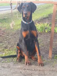 Dobermann - Josera