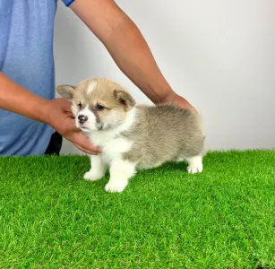 Welsh Corgi Pembroke - Zuro