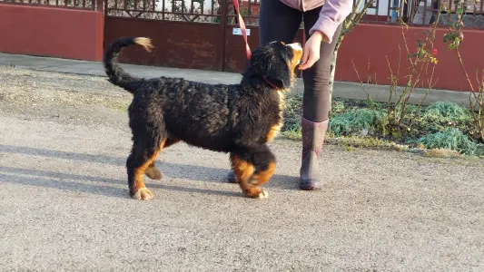 Bernese Mountain Dog - Emmy