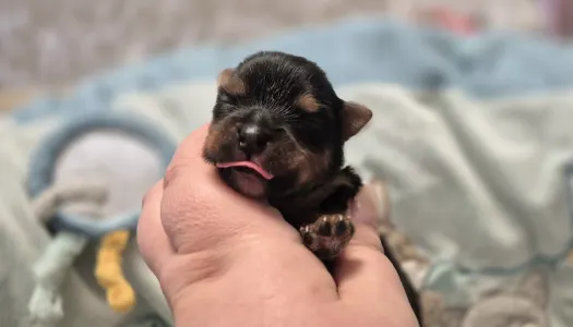 Yorkshire Terrier - Batman Of Midsummer Nights Miracle 