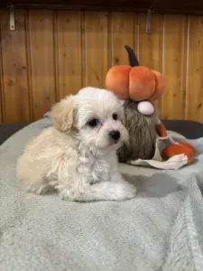 Maltipoo - Molli 