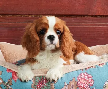 Cavalier King Charles Spaniel - Audrey 