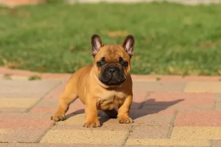 Französische Bulldogge - Udon