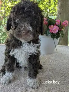 Lagotto Romagnolo - Lucky Boy
