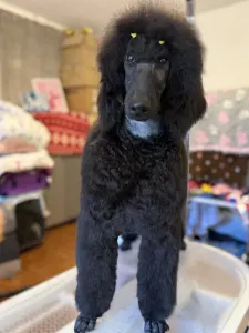 Poodle Standard - Black Girl