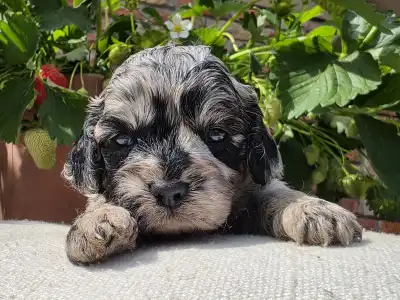 Cavapoo - Merida