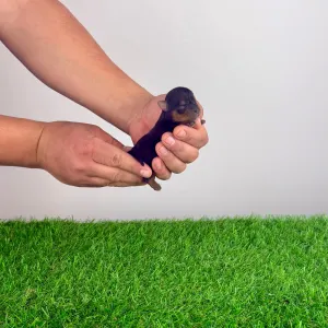 Yorkshire Terrier - Wichtel