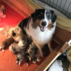 Australian Shepherd - Budnat Aussies
