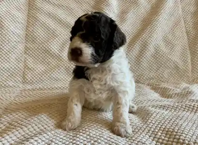 Lagotto Romagnolo - Friendly Lagotto Killy
