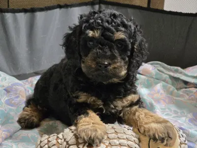 Cavapoo - Pedro