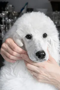 Pudel standard - Amira