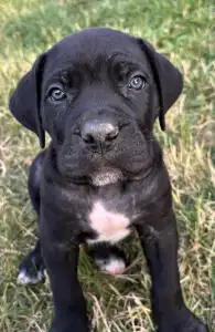 Cane Corso Italiano - Boris