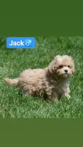 Maltipoo - Jack