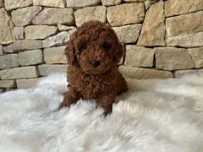 Pudel miniaturowy - Enzo