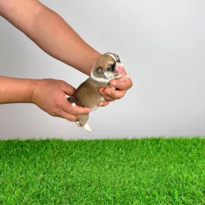 Welsh Corgi Pembroke - Zillo