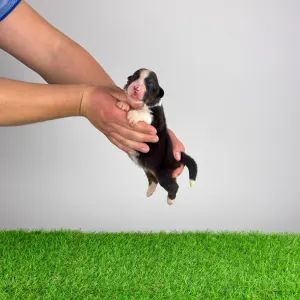 Australian Shepherd - Cagan