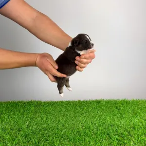 Australian Shepherd - Bastian