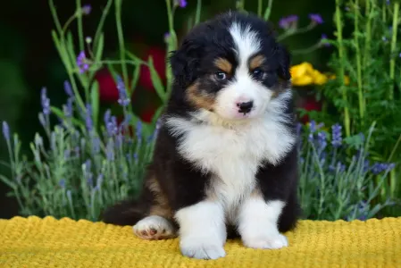 Australian Shepherd - Gingers Heritage Road Boss