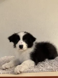 Border collie - Fields Of Treasure Blossom Breeze