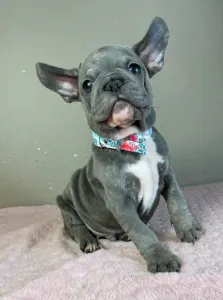 French Bulldog - Oliver