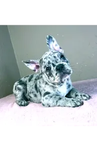 Francia bulldog - Astor 