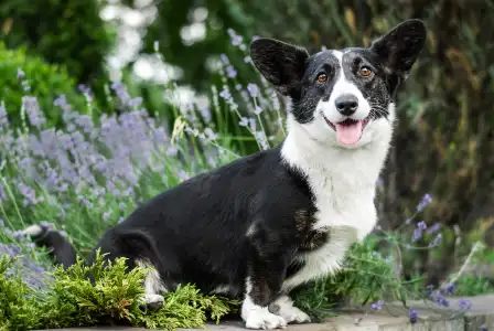 Szibériai husky - Mendenhall