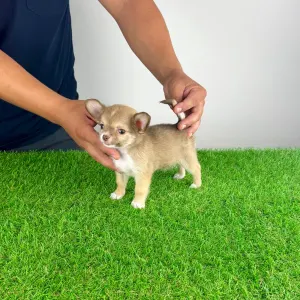 Chihuahua - Kwai