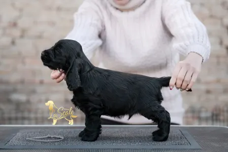 Angol Cocker spániel - La Scale Obsidian Masterpiece "renoir"