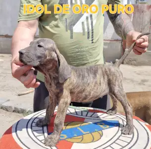 Brazil masztiff - Idol De Oro Puro 