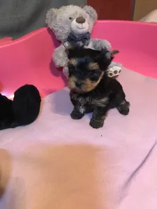 Yorkshire Terrier - Levi